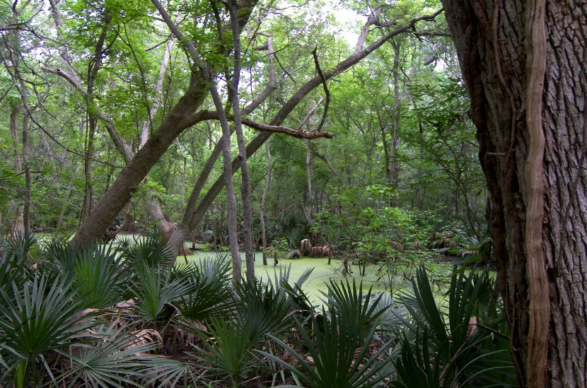 Palmetto State Park, Texas, USA
